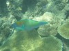 Parrot Fish by Mark
